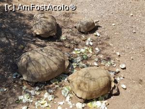 [P39] Friguia Park Tunisia - ţestoase » foto by nicole33
 - 
<span class="allrVoted glyphicon glyphicon-heart hidden" id="av1343526"></span>
<a class="m-l-10 hidden" id="sv1343526" onclick="voting_Foto_DelVot(,1343526,6402)" role="button">șterge vot <span class="glyphicon glyphicon-remove"></span></a>
<a id="v91343526" class=" c-red"  onclick="voting_Foto_SetVot(1343526)" role="button"><span class="glyphicon glyphicon-heart-empty"></span> <b>LIKE</b> = Votează poza</a> <img class="hidden"  id="f1343526W9" src="/imagini/loader.gif" border="0" /><span class="AjErrMes hidden" id="e1343526ErM"></span>