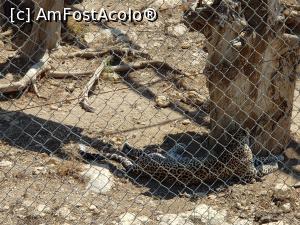 [P43] Friguia Park Tunisia - leopard » foto by nicole33
 - 
<span class="allrVoted glyphicon glyphicon-heart hidden" id="av1343530"></span>
<a class="m-l-10 hidden" id="sv1343530" onclick="voting_Foto_DelVot(,1343530,6402)" role="button">șterge vot <span class="glyphicon glyphicon-remove"></span></a>
<a id="v91343530" class=" c-red"  onclick="voting_Foto_SetVot(1343530)" role="button"><span class="glyphicon glyphicon-heart-empty"></span> <b>LIKE</b> = Votează poza</a> <img class="hidden"  id="f1343530W9" src="/imagini/loader.gif" border="0" /><span class="AjErrMes hidden" id="e1343530ErM"></span>
