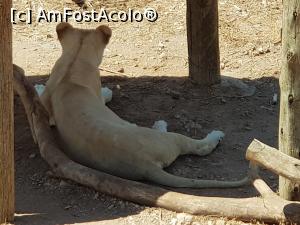 [P48] Friguia Park Tunisia - relaxată » foto by nicole33
 - 
<span class="allrVoted glyphicon glyphicon-heart hidden" id="av1343535"></span>
<a class="m-l-10 hidden" id="sv1343535" onclick="voting_Foto_DelVot(,1343535,6402)" role="button">șterge vot <span class="glyphicon glyphicon-remove"></span></a>
<a id="v91343535" class=" c-red"  onclick="voting_Foto_SetVot(1343535)" role="button"><span class="glyphicon glyphicon-heart-empty"></span> <b>LIKE</b> = Votează poza</a> <img class="hidden"  id="f1343535W9" src="/imagini/loader.gif" border="0" /><span class="AjErrMes hidden" id="e1343535ErM"></span>