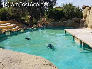 [P53] Friguia Park Tunisia - leii de mare » foto by nicole33
 - 
<span class="allrVoted glyphicon glyphicon-heart hidden" id="av1343540"></span>
<a class="m-l-10 hidden" id="sv1343540" onclick="voting_Foto_DelVot(,1343540,6402)" role="button">șterge vot <span class="glyphicon glyphicon-remove"></span></a>
<a id="v91343540" class=" c-red"  onclick="voting_Foto_SetVot(1343540)" role="button"><span class="glyphicon glyphicon-heart-empty"></span> <b>LIKE</b> = Votează poza</a> <img class="hidden"  id="f1343540W9" src="/imagini/loader.gif" border="0" /><span class="AjErrMes hidden" id="e1343540ErM"></span>