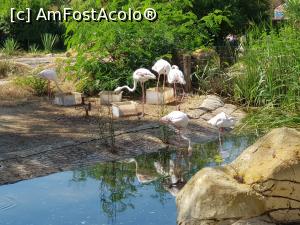 [P54] Friguia Park Tunisia - flamingo » foto by nicole33
 - 
<span class="allrVoted glyphicon glyphicon-heart hidden" id="av1343541"></span>
<a class="m-l-10 hidden" id="sv1343541" onclick="voting_Foto_DelVot(,1343541,6402)" role="button">șterge vot <span class="glyphicon glyphicon-remove"></span></a>
<a id="v91343541" class=" c-red"  onclick="voting_Foto_SetVot(1343541)" role="button"><span class="glyphicon glyphicon-heart-empty"></span> <b>LIKE</b> = Votează poza</a> <img class="hidden"  id="f1343541W9" src="/imagini/loader.gif" border="0" /><span class="AjErrMes hidden" id="e1343541ErM"></span>