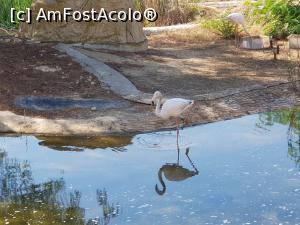 [P55] Friguia Park Tunisia - flamingo » foto by nicole33
 - 
<span class="allrVoted glyphicon glyphicon-heart hidden" id="av1343542"></span>
<a class="m-l-10 hidden" id="sv1343542" onclick="voting_Foto_DelVot(,1343542,6402)" role="button">șterge vot <span class="glyphicon glyphicon-remove"></span></a>
<a id="v91343542" class=" c-red"  onclick="voting_Foto_SetVot(1343542)" role="button"><span class="glyphicon glyphicon-heart-empty"></span> <b>LIKE</b> = Votează poza</a> <img class="hidden"  id="f1343542W9" src="/imagini/loader.gif" border="0" /><span class="AjErrMes hidden" id="e1343542ErM"></span>