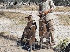 [P56] Friguia Park Tunisia - wallaby » foto by nicole33
 - 
<span class="allrVoted glyphicon glyphicon-heart hidden" id="av1343543"></span>
<a class="m-l-10 hidden" id="sv1343543" onclick="voting_Foto_DelVot(,1343543,6402)" role="button">șterge vot <span class="glyphicon glyphicon-remove"></span></a>
<a id="v91343543" class=" c-red"  onclick="voting_Foto_SetVot(1343543)" role="button"><span class="glyphicon glyphicon-heart-empty"></span> <b>LIKE</b> = Votează poza</a> <img class="hidden"  id="f1343543W9" src="/imagini/loader.gif" border="0" /><span class="AjErrMes hidden" id="e1343543ErM"></span>