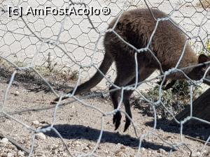 [P57] Friguia Park Tunisia - wallaby » foto by nicole33
 - 
<span class="allrVoted glyphicon glyphicon-heart hidden" id="av1343544"></span>
<a class="m-l-10 hidden" id="sv1343544" onclick="voting_Foto_DelVot(,1343544,6402)" role="button">șterge vot <span class="glyphicon glyphicon-remove"></span></a>
<a id="v91343544" class=" c-red"  onclick="voting_Foto_SetVot(1343544)" role="button"><span class="glyphicon glyphicon-heart-empty"></span> <b>LIKE</b> = Votează poza</a> <img class="hidden"  id="f1343544W9" src="/imagini/loader.gif" border="0" /><span class="AjErrMes hidden" id="e1343544ErM"></span>