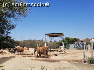 [P58] Friguia Park Tunisia - elefanţi » foto by nicole33
 - 
<span class="allrVoted glyphicon glyphicon-heart hidden" id="av1343545"></span>
<a class="m-l-10 hidden" id="sv1343545" onclick="voting_Foto_DelVot(,1343545,6402)" role="button">șterge vot <span class="glyphicon glyphicon-remove"></span></a>
<a id="v91343545" class=" c-red"  onclick="voting_Foto_SetVot(1343545)" role="button"><span class="glyphicon glyphicon-heart-empty"></span> <b>LIKE</b> = Votează poza</a> <img class="hidden"  id="f1343545W9" src="/imagini/loader.gif" border="0" /><span class="AjErrMes hidden" id="e1343545ErM"></span>