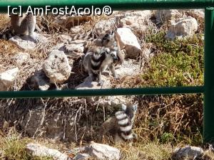 [P06] Friguia Park Tunisia - lemuri » foto by nicole33
 - 
<span class="allrVoted glyphicon glyphicon-heart hidden" id="av1343493"></span>
<a class="m-l-10 hidden" id="sv1343493" onclick="voting_Foto_DelVot(,1343493,6402)" role="button">șterge vot <span class="glyphicon glyphicon-remove"></span></a>
<a id="v91343493" class=" c-red"  onclick="voting_Foto_SetVot(1343493)" role="button"><span class="glyphicon glyphicon-heart-empty"></span> <b>LIKE</b> = Votează poza</a> <img class="hidden"  id="f1343493W9" src="/imagini/loader.gif" border="0" /><span class="AjErrMes hidden" id="e1343493ErM"></span>