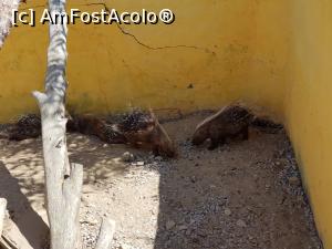 [P69] Friguia Park Tunisia - porci sârmoşi » foto by nicole33
 - 
<span class="allrVoted glyphicon glyphicon-heart hidden" id="av1343556"></span>
<a class="m-l-10 hidden" id="sv1343556" onclick="voting_Foto_DelVot(,1343556,6402)" role="button">șterge vot <span class="glyphicon glyphicon-remove"></span></a>
<a id="v91343556" class=" c-red"  onclick="voting_Foto_SetVot(1343556)" role="button"><span class="glyphicon glyphicon-heart-empty"></span> <b>LIKE</b> = Votează poza</a> <img class="hidden"  id="f1343556W9" src="/imagini/loader.gif" border="0" /><span class="AjErrMes hidden" id="e1343556ErM"></span>
