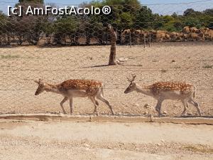 [P84] Friguia Park Tunisia - cerbi lopătari » foto by nicole33
 - 
<span class="allrVoted glyphicon glyphicon-heart hidden" id="av1343571"></span>
<a class="m-l-10 hidden" id="sv1343571" onclick="voting_Foto_DelVot(,1343571,6402)" role="button">șterge vot <span class="glyphicon glyphicon-remove"></span></a>
<a id="v91343571" class=" c-red"  onclick="voting_Foto_SetVot(1343571)" role="button"><span class="glyphicon glyphicon-heart-empty"></span> <b>LIKE</b> = Votează poza</a> <img class="hidden"  id="f1343571W9" src="/imagini/loader.gif" border="0" /><span class="AjErrMes hidden" id="e1343571ErM"></span>