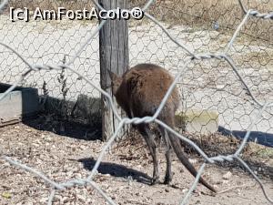 [P87] Friguia Park Tunisia - wallaby » foto by nicole33
 - 
<span class="allrVoted glyphicon glyphicon-heart hidden" id="av1343574"></span>
<a class="m-l-10 hidden" id="sv1343574" onclick="voting_Foto_DelVot(,1343574,6402)" role="button">șterge vot <span class="glyphicon glyphicon-remove"></span></a>
<a id="v91343574" class=" c-red"  onclick="voting_Foto_SetVot(1343574)" role="button"><span class="glyphicon glyphicon-heart-empty"></span> <b>LIKE</b> = Votează poza</a> <img class="hidden"  id="f1343574W9" src="/imagini/loader.gif" border="0" /><span class="AjErrMes hidden" id="e1343574ErM"></span>