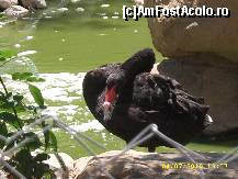 [P04] Lebada neagra » foto by marian 1973
 - 
<span class="allrVoted glyphicon glyphicon-heart hidden" id="av98283"></span>
<a class="m-l-10 hidden" id="sv98283" onclick="voting_Foto_DelVot(,98283,6402)" role="button">șterge vot <span class="glyphicon glyphicon-remove"></span></a>
<a id="v998283" class=" c-red"  onclick="voting_Foto_SetVot(98283)" role="button"><span class="glyphicon glyphicon-heart-empty"></span> <b>LIKE</b> = Votează poza</a> <img class="hidden"  id="f98283W9" src="/imagini/loader.gif" border="0" /><span class="AjErrMes hidden" id="e98283ErM"></span>