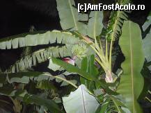 [P12] Gradina hotelului era o provocare pentru mine. Incercam sa descopar ce fel de pomi sunt plantati. Acesta este un banan cu banane in mijloc. Floarea bananului este grena. » foto by amota
 - 
<span class="allrVoted glyphicon glyphicon-heart hidden" id="av167519"></span>
<a class="m-l-10 hidden" id="sv167519" onclick="voting_Foto_DelVot(,167519,6437)" role="button">șterge vot <span class="glyphicon glyphicon-remove"></span></a>
<a id="v9167519" class=" c-red"  onclick="voting_Foto_SetVot(167519)" role="button"><span class="glyphicon glyphicon-heart-empty"></span> <b>LIKE</b> = Votează poza</a> <img class="hidden"  id="f167519W9" src="/imagini/loader.gif" border="0" /><span class="AjErrMes hidden" id="e167519ErM"></span>