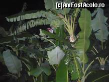 [P13] Foarte frumos: un banan cu banane si floare. Era o bucurie sa vad bananele direct in copac. » foto by amota
 - 
<span class="allrVoted glyphicon glyphicon-heart hidden" id="av167521"></span>
<a class="m-l-10 hidden" id="sv167521" onclick="voting_Foto_DelVot(,167521,6437)" role="button">șterge vot <span class="glyphicon glyphicon-remove"></span></a>
<a id="v9167521" class=" c-red"  onclick="voting_Foto_SetVot(167521)" role="button"><span class="glyphicon glyphicon-heart-empty"></span> <b>LIKE</b> = Votează poza</a> <img class="hidden"  id="f167521W9" src="/imagini/loader.gif" border="0" /><span class="AjErrMes hidden" id="e167521ErM"></span>