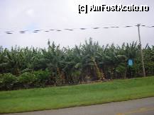 [P02] culturi de banane ecologice » foto by grecudoina
 - 
<span class="allrVoted glyphicon glyphicon-heart hidden" id="av295907"></span>
<a class="m-l-10 hidden" id="sv295907" onclick="voting_Foto_DelVot(,295907,6488)" role="button">șterge vot <span class="glyphicon glyphicon-remove"></span></a>
<a id="v9295907" class=" c-red"  onclick="voting_Foto_SetVot(295907)" role="button"><span class="glyphicon glyphicon-heart-empty"></span> <b>LIKE</b> = Votează poza</a> <img class="hidden"  id="f295907W9" src="/imagini/loader.gif" border="0" /><span class="AjErrMes hidden" id="e295907ErM"></span>