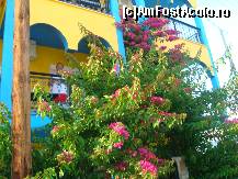 [P34] floricele si eu...pe balcon » foto by sandu.53
 - 
<span class="allrVoted glyphicon glyphicon-heart hidden" id="av131133"></span>
<a class="m-l-10 hidden" id="sv131133" onclick="voting_Foto_DelVot(,131133,6497)" role="button">șterge vot <span class="glyphicon glyphicon-remove"></span></a>
<a id="v9131133" class=" c-red"  onclick="voting_Foto_SetVot(131133)" role="button"><span class="glyphicon glyphicon-heart-empty"></span> <b>LIKE</b> = Votează poza</a> <img class="hidden"  id="f131133W9" src="/imagini/loader.gif" border="0" /><span class="AjErrMes hidden" id="e131133ErM"></span>