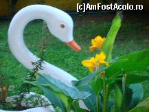 [P35] lebada din curte,un pic melancolica » foto by sandu.53
 - 
<span class="allrVoted glyphicon glyphicon-heart hidden" id="av131135"></span>
<a class="m-l-10 hidden" id="sv131135" onclick="voting_Foto_DelVot(,131135,6497)" role="button">șterge vot <span class="glyphicon glyphicon-remove"></span></a>
<a id="v9131135" class=" c-red"  onclick="voting_Foto_SetVot(131135)" role="button"><span class="glyphicon glyphicon-heart-empty"></span> <b>LIKE</b> = Votează poza</a> <img class="hidden"  id="f131135W9" src="/imagini/loader.gif" border="0" /><span class="AjErrMes hidden" id="e131135ErM"></span>