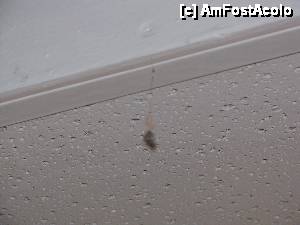 [P10] paienjenii erau la ei acasa pe tavan » foto by jwalker
 - 
<span class="allrVoted glyphicon glyphicon-heart hidden" id="av469742"></span>
<a class="m-l-10 hidden" id="sv469742" onclick="voting_Foto_DelVot(,469742,6515)" role="button">șterge vot <span class="glyphicon glyphicon-remove"></span></a>
<a id="v9469742" class=" c-red"  onclick="voting_Foto_SetVot(469742)" role="button"><span class="glyphicon glyphicon-heart-empty"></span> <b>LIKE</b> = Votează poza</a> <img class="hidden"  id="f469742W9" src="/imagini/loader.gif" border="0" /><span class="AjErrMes hidden" id="e469742ErM"></span>