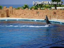 [P10] Dolphin Park Alanya - un delfin in timpul spectacolului » foto by biancuta
 - 
<span class="allrVoted glyphicon glyphicon-heart hidden" id="av210121"></span>
<a class="m-l-10 hidden" id="sv210121" onclick="voting_Foto_DelVot(,210121,6591)" role="button">șterge vot <span class="glyphicon glyphicon-remove"></span></a>
<a id="v9210121" class=" c-red"  onclick="voting_Foto_SetVot(210121)" role="button"><span class="glyphicon glyphicon-heart-empty"></span> <b>LIKE</b> = Votează poza</a> <img class="hidden"  id="f210121W9" src="/imagini/loader.gif" border="0" /><span class="AjErrMes hidden" id="e210121ErM"></span>