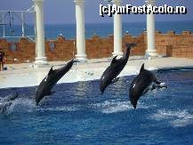 [P13] Dolphin Park Alanya - au sarit! » foto by biancuta
 - 
<span class="allrVoted glyphicon glyphicon-heart hidden" id="av210124"></span>
<a class="m-l-10 hidden" id="sv210124" onclick="voting_Foto_DelVot(,210124,6591)" role="button">șterge vot <span class="glyphicon glyphicon-remove"></span></a>
<a id="v9210124" class=" c-red"  onclick="voting_Foto_SetVot(210124)" role="button"><span class="glyphicon glyphicon-heart-empty"></span> <b>LIKE</b> = Votează poza</a> <img class="hidden"  id="f210124W9" src="/imagini/loader.gif" border="0" /><span class="AjErrMes hidden" id="e210124ErM"></span>