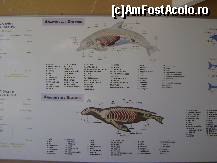 [P15] Dolphin Park Alanya - informatii despre delfini » foto by biancuta
 - 
<span class="allrVoted glyphicon glyphicon-heart hidden" id="av210127"></span>
<a class="m-l-10 hidden" id="sv210127" onclick="voting_Foto_DelVot(,210127,6591)" role="button">șterge vot <span class="glyphicon glyphicon-remove"></span></a>
<a id="v9210127" class=" c-red"  onclick="voting_Foto_SetVot(210127)" role="button"><span class="glyphicon glyphicon-heart-empty"></span> <b>LIKE</b> = Votează poza</a> <img class="hidden"  id="f210127W9" src="/imagini/loader.gif" border="0" /><span class="AjErrMes hidden" id="e210127ErM"></span>