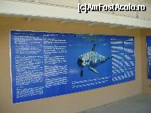 [P16] Dolphin Park Alanya - panou cu informatii despre delfini » foto by biancuta
 - 
<span class="allrVoted glyphicon glyphicon-heart hidden" id="av210129"></span>
<a class="m-l-10 hidden" id="sv210129" onclick="voting_Foto_DelVot(,210129,6591)" role="button">șterge vot <span class="glyphicon glyphicon-remove"></span></a>
<a id="v9210129" class=" c-red"  onclick="voting_Foto_SetVot(210129)" role="button"><span class="glyphicon glyphicon-heart-empty"></span> <b>LIKE</b> = Votează poza</a> <img class="hidden"  id="f210129W9" src="/imagini/loader.gif" border="0" /><span class="AjErrMes hidden" id="e210129ErM"></span>