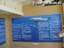 [P17] Dolphin Park Alanya - delfinul » foto by biancuta
 - 
<span class="allrVoted glyphicon glyphicon-heart hidden" id="av210131"></span>
<a class="m-l-10 hidden" id="sv210131" onclick="voting_Foto_DelVot(,210131,6591)" role="button">șterge vot <span class="glyphicon glyphicon-remove"></span></a>
<a id="v9210131" class=" c-red"  onclick="voting_Foto_SetVot(210131)" role="button"><span class="glyphicon glyphicon-heart-empty"></span> <b>LIKE</b> = Votează poza</a> <img class="hidden"  id="f210131W9" src="/imagini/loader.gif" border="0" /><span class="AjErrMes hidden" id="e210131ErM"></span>