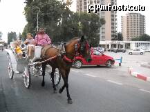 [P13] O trăsură cu un cal aflată prin stațiune. » foto by fluturas1*
 - 
<span class="allrVoted glyphicon glyphicon-heart hidden" id="av124162"></span>
<a class="m-l-10 hidden" id="sv124162" onclick="voting_Foto_DelVot(,124162,6610)" role="button">șterge vot <span class="glyphicon glyphicon-remove"></span></a>
<a id="v9124162" class=" c-red"  onclick="voting_Foto_SetVot(124162)" role="button"><span class="glyphicon glyphicon-heart-empty"></span> <b>LIKE</b> = Votează poza</a> <img class="hidden"  id="f124162W9" src="/imagini/loader.gif" border="0" /><span class="AjErrMes hidden" id="e124162ErM"></span>