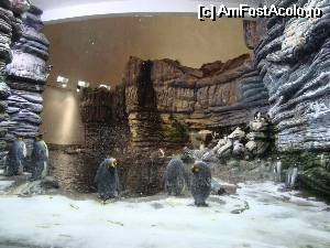 [P01] Oceanopolis (Brest) - Pavilionul Polar » foto by Alesana29
 - 
<span class="allrVoted glyphicon glyphicon-heart hidden" id="av523392"></span>
<a class="m-l-10 hidden" id="sv523392" onclick="voting_Foto_DelVot(,523392,6625)" role="button">șterge vot <span class="glyphicon glyphicon-remove"></span></a>
<a id="v9523392" class=" c-red"  onclick="voting_Foto_SetVot(523392)" role="button"><span class="glyphicon glyphicon-heart-empty"></span> <b>LIKE</b> = Votează poza</a> <img class="hidden"  id="f523392W9" src="/imagini/loader.gif" border="0" /><span class="AjErrMes hidden" id="e523392ErM"></span>