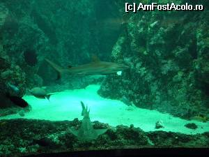 [P11] Brest - Oceanopolis - Pavilionul Temperat » foto by Alesana29
 - 
<span class="allrVoted glyphicon glyphicon-heart hidden" id="av523405"></span>
<a class="m-l-10 hidden" id="sv523405" onclick="voting_Foto_DelVot(,523405,6625)" role="button">șterge vot <span class="glyphicon glyphicon-remove"></span></a>
<a id="v9523405" class=" c-red"  onclick="voting_Foto_SetVot(523405)" role="button"><span class="glyphicon glyphicon-heart-empty"></span> <b>LIKE</b> = Votează poza</a> <img class="hidden"  id="f523405W9" src="/imagini/loader.gif" border="0" /><span class="AjErrMes hidden" id="e523405ErM"></span>
