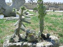 [P20] Manastirea Dervent - Plante adaptate foarte bine in curtea lacasului. » foto by iulianic
 - 
<span class="allrVoted glyphicon glyphicon-heart hidden" id="av262398"></span>
<a class="m-l-10 hidden" id="sv262398" onclick="voting_Foto_DelVot(,262398,6633)" role="button">șterge vot <span class="glyphicon glyphicon-remove"></span></a>
<a id="v9262398" class=" c-red"  onclick="voting_Foto_SetVot(262398)" role="button"><span class="glyphicon glyphicon-heart-empty"></span> <b>LIKE</b> = Votează poza</a> <img class="hidden"  id="f262398W9" src="/imagini/loader.gif" border="0" /><span class="AjErrMes hidden" id="e262398ErM"></span>