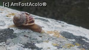 [P22] Un melc care apartine locului - are cochilia spartă :( » foto by k-lator
 - 
<span class="allrVoted glyphicon glyphicon-heart hidden" id="av1214136"></span>
<a class="m-l-10 hidden" id="sv1214136" onclick="voting_Foto_DelVot(,1214136,6642)" role="button">șterge vot <span class="glyphicon glyphicon-remove"></span></a>
<a id="v91214136" class=" c-red"  onclick="voting_Foto_SetVot(1214136)" role="button"><span class="glyphicon glyphicon-heart-empty"></span> <b>LIKE</b> = Votează poza</a> <img class="hidden"  id="f1214136W9" src="/imagini/loader.gif" border="0" /><span class="AjErrMes hidden" id="e1214136ErM"></span>