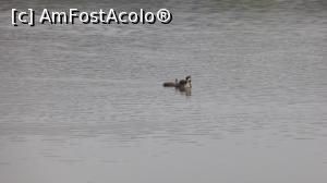 [P13] Un pui de cufundac ieșit la plimbare pe lac împreună cu mămica lui, la mijloc de septembrie » foto by Lucien
 - 
<span class="allrVoted glyphicon glyphicon-heart hidden" id="av965049"></span>
<a class="m-l-10 hidden" id="sv965049" onclick="voting_Foto_DelVot(,965049,6675)" role="button">șterge vot <span class="glyphicon glyphicon-remove"></span></a>
<a id="v9965049" class=" c-red"  onclick="voting_Foto_SetVot(965049)" role="button"><span class="glyphicon glyphicon-heart-empty"></span> <b>LIKE</b> = Votează poza</a> <img class="hidden"  id="f965049W9" src="/imagini/loader.gif" border="0" /><span class="AjErrMes hidden" id="e965049ErM"></span>
