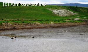 [P16] Diverse zburătoare pescuitoare la Sânpaul. În spate se vede păduricea de pruni (?) înfloriți care era în prim-plan în poza 2.  » foto by Lucien
 - 
<span class="allrVoted glyphicon glyphicon-heart hidden" id="av965052"></span>
<a class="m-l-10 hidden" id="sv965052" onclick="voting_Foto_DelVot(,965052,6675)" role="button">șterge vot <span class="glyphicon glyphicon-remove"></span></a>
<a id="v9965052" class=" c-red"  onclick="voting_Foto_SetVot(965052)" role="button"><span class="glyphicon glyphicon-heart-empty"></span> <b>LIKE</b> = Votează poza</a> <img class="hidden"  id="f965052W9" src="/imagini/loader.gif" border="0" /><span class="AjErrMes hidden" id="e965052ErM"></span>