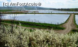 [P02] Cîteva din iazurile nordice (crecătoria ”industrială”) având în prim-plan tufișuri înflorite de? (un fel de prune mici, rotunde, groaznic de amare, dar comestibile)  » foto by Lucien
 - 
<span class="allrVoted glyphicon glyphicon-heart hidden" id="av965038"></span>
<a class="m-l-10 hidden" id="sv965038" onclick="voting_Foto_DelVot(,965038,6675)" role="button">șterge vot <span class="glyphicon glyphicon-remove"></span></a>
<a id="v9965038" class=" c-red"  onclick="voting_Foto_SetVot(965038)" role="button"><span class="glyphicon glyphicon-heart-empty"></span> <b>LIKE</b> = Votează poza</a> <img class="hidden"  id="f965038W9" src="/imagini/loader.gif" border="0" /><span class="AjErrMes hidden" id="e965038ErM"></span>