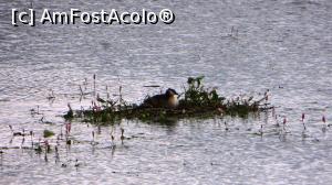 [P06] Probabil o Cufundară Mare clocind la Sânpaul, sfârșit de iulie, într-un cuib plutitor » foto by Lucien
 - 
<span class="allrVoted glyphicon glyphicon-heart hidden" id="av965042"></span>
<a class="m-l-10 hidden" id="sv965042" onclick="voting_Foto_DelVot(,965042,6675)" role="button">șterge vot <span class="glyphicon glyphicon-remove"></span></a>
<a id="v9965042" class=" c-red"  onclick="voting_Foto_SetVot(965042)" role="button"><span class="glyphicon glyphicon-heart-empty"></span> <b>LIKE</b> = Votează poza</a> <img class="hidden"  id="f965042W9" src="/imagini/loader.gif" border="0" /><span class="AjErrMes hidden" id="e965042ErM"></span>