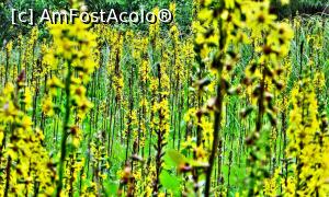 [P10] Curechi de munte, plantă ocrotită fotografiată în rezervația naturală Dumbrava Harghitei.  » foto by Lucien
 - 
<span class="allrVoted glyphicon glyphicon-heart hidden" id="av1006889"></span>
<a class="m-l-10 hidden" id="sv1006889" onclick="voting_Foto_DelVot(,1006889,6723)" role="button">șterge vot <span class="glyphicon glyphicon-remove"></span></a>
<a id="v91006889" class=" c-red"  onclick="voting_Foto_SetVot(1006889)" role="button"><span class="glyphicon glyphicon-heart-empty"></span> <b>LIKE</b> = Votează poza</a> <img class="hidden"  id="f1006889W9" src="/imagini/loader.gif" border="0" /><span class="AjErrMes hidden" id="e1006889ErM"></span>