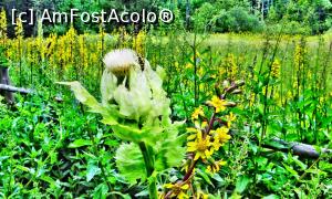 [P31] Curechi de munte (florile galbene) și alte flori și insecte în rezervația naturală Dumbrava Harghitei » foto by Lucien
 - 
<span class="allrVoted glyphicon glyphicon-heart hidden" id="av1006914"></span>
<a class="m-l-10 hidden" id="sv1006914" onclick="voting_Foto_DelVot(,1006914,6723)" role="button">șterge vot <span class="glyphicon glyphicon-remove"></span></a>
<a id="v91006914" class=" c-red"  onclick="voting_Foto_SetVot(1006914)" role="button"><span class="glyphicon glyphicon-heart-empty"></span> <b>LIKE</b> = Votează poza</a> <img class="hidden"  id="f1006914W9" src="/imagini/loader.gif" border="0" /><span class="AjErrMes hidden" id="e1006914ErM"></span>