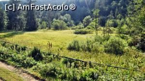 [P08] Rezervația naturală Dumbrava Harghitei văzută din foișorul de observație. Mlaștina alimentată de izvoare minerale, adăpostește mai multe plante protejate specifice turbăriilor, relicte glaciare: curechi de munte, roua cerului (plantă carnivoră), ochii-șoricelului, iarba surzilor sau » foto by Lucien
 - 
<span class="allrVoted glyphicon glyphicon-heart hidden" id="av1006880"></span>
<a class="m-l-10 hidden" id="sv1006880" onclick="voting_Foto_DelVot(,1006880,6723)" role="button">șterge vot <span class="glyphicon glyphicon-remove"></span></a>
<a id="v91006880" class=" c-red"  onclick="voting_Foto_SetVot(1006880)" role="button"><span class="glyphicon glyphicon-heart-empty"></span> <b>LIKE</b> = Votează poza</a> <img class="hidden"  id="f1006880W9" src="/imagini/loader.gif" border="0" /><span class="AjErrMes hidden" id="e1006880ErM"></span>