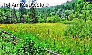 [P09] Mlaștina (rezervația naturală) Dumbrava Harghitei în timpul înfloririi curechiului-de-munte, plantă ocrotită.  » foto by Lucien
 - 
<span class="allrVoted glyphicon glyphicon-heart hidden" id="av1006886"></span>
<a class="m-l-10 hidden" id="sv1006886" onclick="voting_Foto_DelVot(,1006886,6723)" role="button">șterge vot <span class="glyphicon glyphicon-remove"></span></a>
<a id="v91006886" class=" c-red"  onclick="voting_Foto_SetVot(1006886)" role="button"><span class="glyphicon glyphicon-heart-empty"></span> <b>LIKE</b> = Votează poza</a> <img class="hidden"  id="f1006886W9" src="/imagini/loader.gif" border="0" /><span class="AjErrMes hidden" id="e1006886ErM"></span>