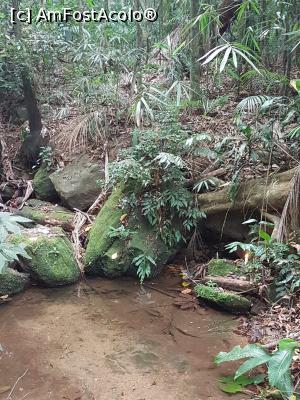 [P10] Padurea Tijuca » foto by geop
 - 
<span class="allrVoted glyphicon glyphicon-heart hidden" id="av1050244"></span>
<a class="m-l-10 hidden" id="sv1050244" onclick="voting_Foto_DelVot(,1050244,6730)" role="button">șterge vot <span class="glyphicon glyphicon-remove"></span></a>
<a id="v91050244" class=" c-red"  onclick="voting_Foto_SetVot(1050244)" role="button"><span class="glyphicon glyphicon-heart-empty"></span> <b>LIKE</b> = Votează poza</a> <img class="hidden"  id="f1050244W9" src="/imagini/loader.gif" border="0" /><span class="AjErrMes hidden" id="e1050244ErM"></span>
