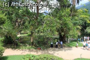 [P15] Rio de Janeiro, Grădina Botanică, O bucățică din Lacul Frei Leandro văzută de sus de pe Colină, în dreapta este și Arborele Jaqueira al Părintelui Leandro » foto by mprofeanu
 - 
<span class="allrVoted glyphicon glyphicon-heart hidden" id="av1154925"></span>
<a class="m-l-10 hidden" id="sv1154925" onclick="voting_Foto_DelVot(,1154925,6730)" role="button">șterge vot <span class="glyphicon glyphicon-remove"></span></a>
<a id="v91154925" class=" c-red"  onclick="voting_Foto_SetVot(1154925)" role="button"><span class="glyphicon glyphicon-heart-empty"></span> <b>LIKE</b> = Votează poza</a> <img class="hidden"  id="f1154925W9" src="/imagini/loader.gif" border="0" /><span class="AjErrMes hidden" id="e1154925ErM"></span>