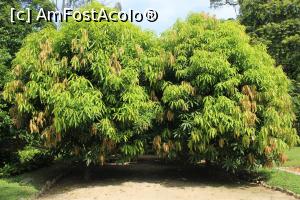 [P07] Rio de Janeiro, Grădina Botanică, Aleea Barão de Capanema, Arbori Mango » foto by mprofeanu
 - 
<span class="allrVoted glyphicon glyphicon-heart hidden" id="av1154917"></span>
<a class="m-l-10 hidden" id="sv1154917" onclick="voting_Foto_DelVot(,1154917,6730)" role="button">șterge vot <span class="glyphicon glyphicon-remove"></span></a>
<a id="v91154917" class=" c-red"  onclick="voting_Foto_SetVot(1154917)" role="button"><span class="glyphicon glyphicon-heart-empty"></span> <b>LIKE</b> = Votează poza</a> <img class="hidden"  id="f1154917W9" src="/imagini/loader.gif" border="0" /><span class="AjErrMes hidden" id="e1154917ErM"></span>