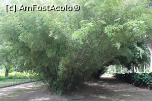 [P08] Rio de Janeiro, Grădina Botanică, Aleea Frei Alemao, Alee cu Bambuși » foto by mprofeanu
 - 
<span class="allrVoted glyphicon glyphicon-heart hidden" id="av1154918"></span>
<a class="m-l-10 hidden" id="sv1154918" onclick="voting_Foto_DelVot(,1154918,6730)" role="button">șterge vot <span class="glyphicon glyphicon-remove"></span></a>
<a id="v91154918" class=" c-red"  onclick="voting_Foto_SetVot(1154918)" role="button"><span class="glyphicon glyphicon-heart-empty"></span> <b>LIKE</b> = Votează poza</a> <img class="hidden"  id="f1154918W9" src="/imagini/loader.gif" border="0" /><span class="AjErrMes hidden" id="e1154918ErM"></span>