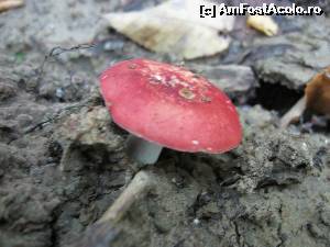 [P08] Pată de culoare în pădurile Vulcanei » foto by tata123 🔱
 - 
<span class="allrVoted glyphicon glyphicon-heart hidden" id="av555208"></span>
<a class="m-l-10 hidden" id="sv555208" onclick="voting_Foto_DelVot(,555208,6734)" role="button">șterge vot <span class="glyphicon glyphicon-remove"></span></a>
<a id="v9555208" class=" c-red"  onclick="voting_Foto_SetVot(555208)" role="button"><span class="glyphicon glyphicon-heart-empty"></span> <b>LIKE</b> = Votează poza</a> <img class="hidden"  id="f555208W9" src="/imagini/loader.gif" border="0" /><span class="AjErrMes hidden" id="e555208ErM"></span>
