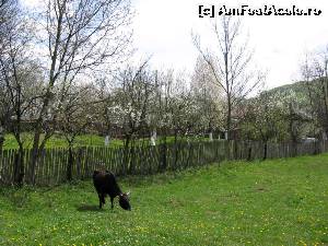 [P07] Animalele profită de iarba tânără.  » foto by tata123 🔱
 - 
<span class="allrVoted glyphicon glyphicon-heart hidden" id="av616958"></span>
<a class="m-l-10 hidden" id="sv616958" onclick="voting_Foto_DelVot(,616958,6734)" role="button">șterge vot <span class="glyphicon glyphicon-remove"></span></a>
<a id="v9616958" class=" c-red"  onclick="voting_Foto_SetVot(616958)" role="button"><span class="glyphicon glyphicon-heart-empty"></span> <b>LIKE</b> = Votează poza</a> <img class="hidden"  id="f616958W9" src="/imagini/loader.gif" border="0" /><span class="AjErrMes hidden" id="e616958ErM"></span>