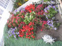 [P19] Inca un rondou de flori ornamentale » foto by dorgo
 - 
<span class="allrVoted glyphicon glyphicon-heart hidden" id="av109036"></span>
<a class="m-l-10 hidden" id="sv109036" onclick="voting_Foto_DelVot(,109036,6748)" role="button">șterge vot <span class="glyphicon glyphicon-remove"></span></a>
<a id="v9109036" class=" c-red"  onclick="voting_Foto_SetVot(109036)" role="button"><span class="glyphicon glyphicon-heart-empty"></span> <b>LIKE</b> = Votează poza</a> <img class="hidden"  id="f109036W9" src="/imagini/loader.gif" border="0" /><span class="AjErrMes hidden" id="e109036ErM"></span>