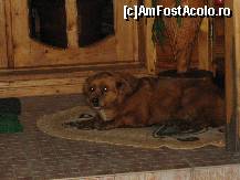 [P03] catelusa BELLA de la aceasta casa » foto by IORDAN ELENA
 - 
<span class="allrVoted glyphicon glyphicon-heart hidden" id="av329847"></span>
<a class="m-l-10 hidden" id="sv329847" onclick="voting_Foto_DelVot(,329847,6749)" role="button">șterge vot <span class="glyphicon glyphicon-remove"></span></a>
<a id="v9329847" class=" c-red"  onclick="voting_Foto_SetVot(329847)" role="button"><span class="glyphicon glyphicon-heart-empty"></span> <b>LIKE</b> = Votează poza</a> <img class="hidden"  id="f329847W9" src="/imagini/loader.gif" border="0" /><span class="AjErrMes hidden" id="e329847ErM"></span>