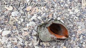 [P19] Gasita pe plaja la Aurora » foto by BristenaBrad
 - 
<span class="allrVoted glyphicon glyphicon-heart hidden" id="av1097933"></span>
<a class="m-l-10 hidden" id="sv1097933" onclick="voting_Foto_DelVot(,1097933,6754)" role="button">șterge vot <span class="glyphicon glyphicon-remove"></span></a>
<a id="v91097933" class=" c-red"  onclick="voting_Foto_SetVot(1097933)" role="button"><span class="glyphicon glyphicon-heart-empty"></span> <b>LIKE</b> = Votează poza</a> <img class="hidden"  id="f1097933W9" src="/imagini/loader.gif" border="0" /><span class="AjErrMes hidden" id="e1097933ErM"></span>