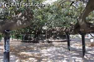 [P22] Buenos Aires, Gomero de la Recoleta, ficus de 240 de ani, considerat cel mai bătrân copac și strămoșul tuturor ficușilor din oraș » foto by mprofeanu
 - 
<span class="allrVoted glyphicon glyphicon-heart hidden" id="av1160701"></span>
<a class="m-l-10 hidden" id="sv1160701" onclick="voting_Foto_DelVot(,1160701,6764)" role="button">șterge vot <span class="glyphicon glyphicon-remove"></span></a>
<a id="v91160701" class=" c-red"  onclick="voting_Foto_SetVot(1160701)" role="button"><span class="glyphicon glyphicon-heart-empty"></span> <b>LIKE</b> = Votează poza</a> <img class="hidden"  id="f1160701W9" src="/imagini/loader.gif" border="0" /><span class="AjErrMes hidden" id="e1160701ErM"></span>