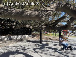 [P05] Ficusul minune și un muzicant » foto by AZE
 - 
<span class="allrVoted glyphicon glyphicon-heart hidden" id="av1531937"></span>
<a class="m-l-10 hidden" id="sv1531937" onclick="voting_Foto_DelVot(,1531937,6764)" role="button">șterge vot <span class="glyphicon glyphicon-remove"></span></a>
<a id="v91531937" class=" c-red"  onclick="voting_Foto_SetVot(1531937)" role="button"><span class="glyphicon glyphicon-heart-empty"></span> <b>LIKE</b> = Votează poza</a> <img class="hidden"  id="f1531937W9" src="/imagini/loader.gif" border="0" /><span class="AjErrMes hidden" id="e1531937ErM"></span>