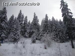 [P12] Decor de iarnă - Cota 1400, Sinaia, ianuarie 2018.  » foto by Floryn81
 - 
<span class="allrVoted glyphicon glyphicon-heart hidden" id="av935920"></span>
<a class="m-l-10 hidden" id="sv935920" onclick="voting_Foto_DelVot(,935920,6777)" role="button">șterge vot <span class="glyphicon glyphicon-remove"></span></a>
<a id="v9935920" class=" c-red"  onclick="voting_Foto_SetVot(935920)" role="button"><span class="glyphicon glyphicon-heart-empty"></span> <b>LIKE</b> = Votează poza</a> <img class="hidden"  id="f935920W9" src="/imagini/loader.gif" border="0" /><span class="AjErrMes hidden" id="e935920ErM"></span>
